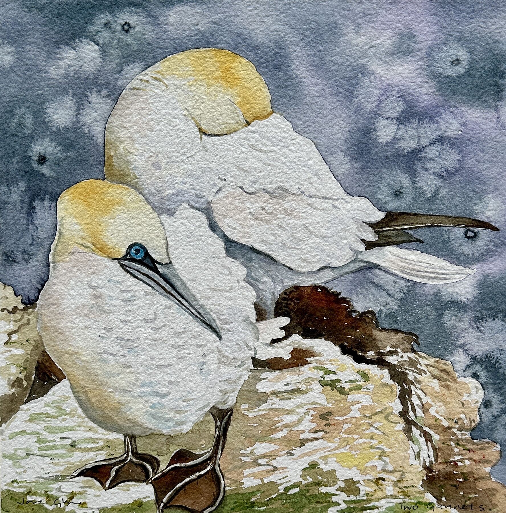 Limited edition print/Two Gannets – www.janeglue.com