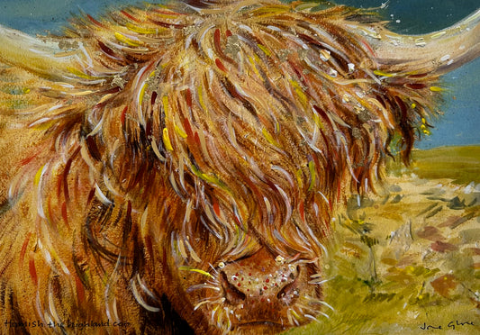 Hand finished A4 print/Hamish the highland coo