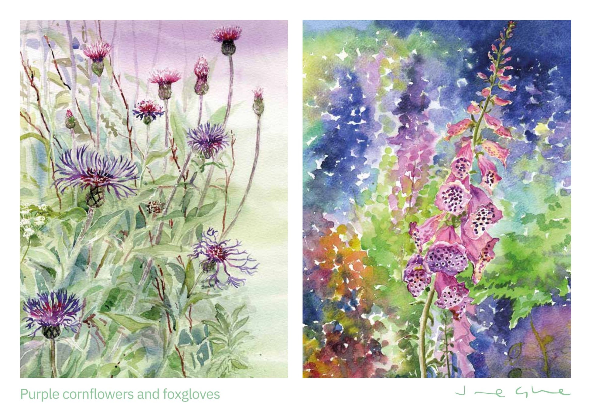 Orkney calendar 2025 July page with two watercolour paintings of purple cornflowers and foxgloves by Orkney artist Jane Glue Scotland