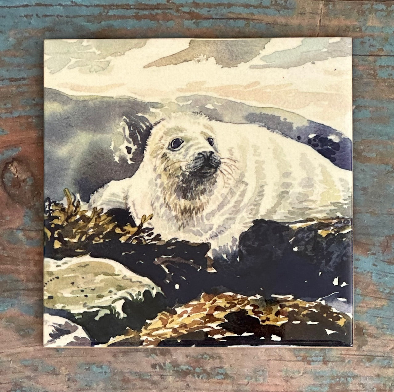 Medium ceramic tile/Baby seal