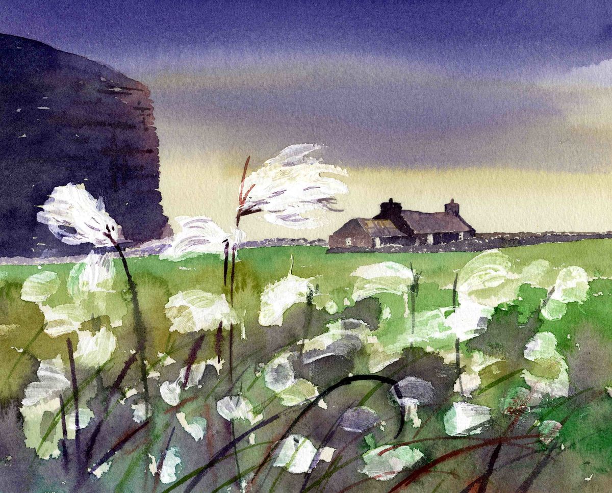 Limited edition print/Wild cotton at Burnmouth, Rackwick