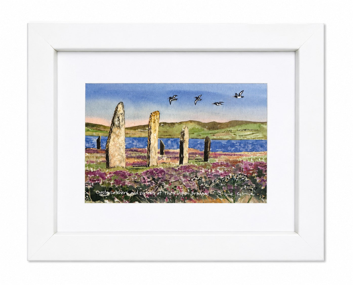 Small framed print/Oystercatchers and curlews at The Ring of Brodgar