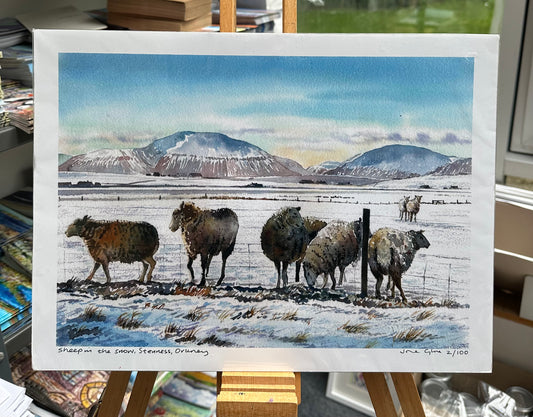 Limited edition print/Sheep in the snow, Stenness, Orkney