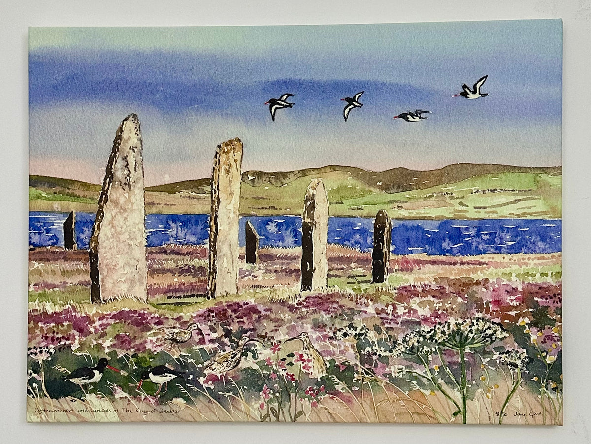Canvas print/Oystercatchers and curlews at The Ring of Brodgar
