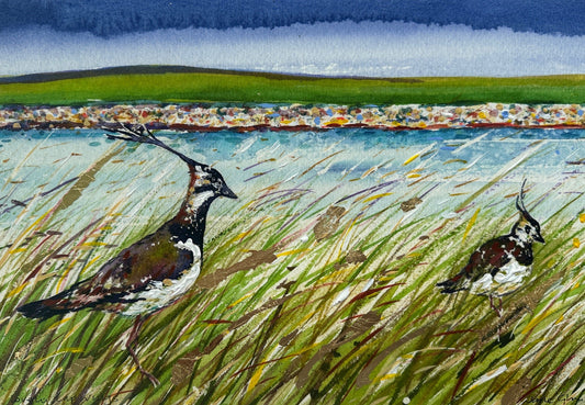 Hand finished print A4 size unframed/Lovely lapwings