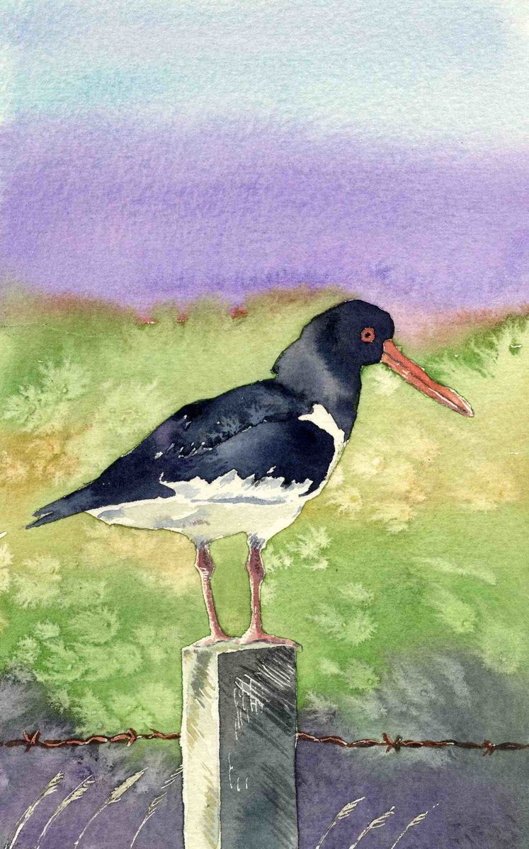 Limited edition print/Oystercatcher on a fence post