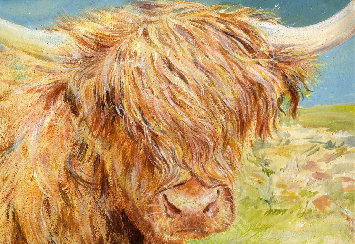 Limited edition print/Hamish the highland coo