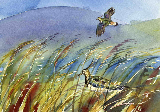 Limited edition print/Lapwings and grasses