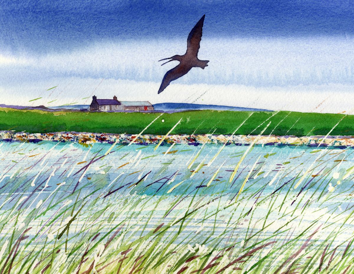 A print from a watercolour painting of a curlew in flight with a farm cottage in the background and grasses swaying in the wind by Orkney artist Jane Glue, Scotland