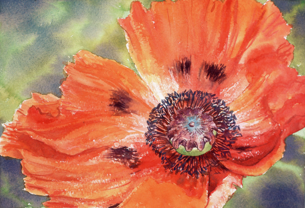 Limited edition print/Poppy head