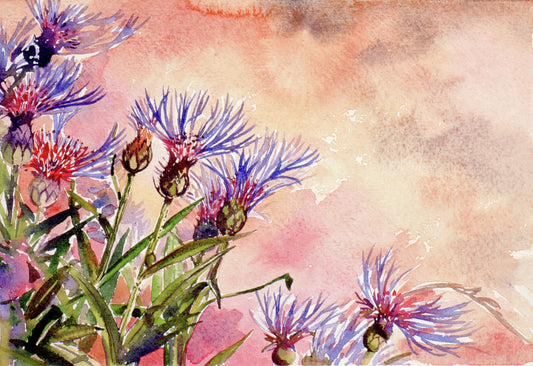 Limited edition print/Purple cornflowers