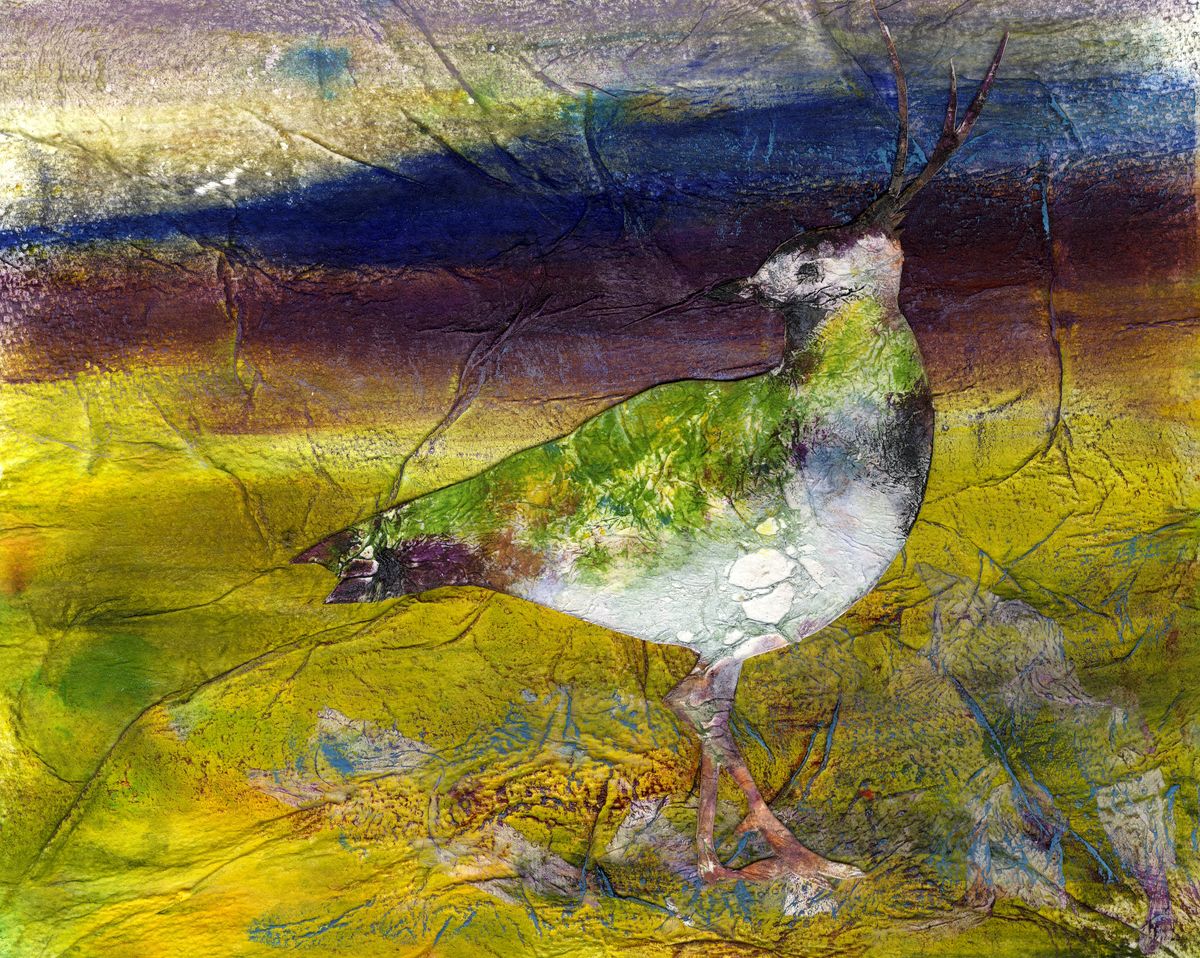 Limited edition print/Lapwing  on the moor