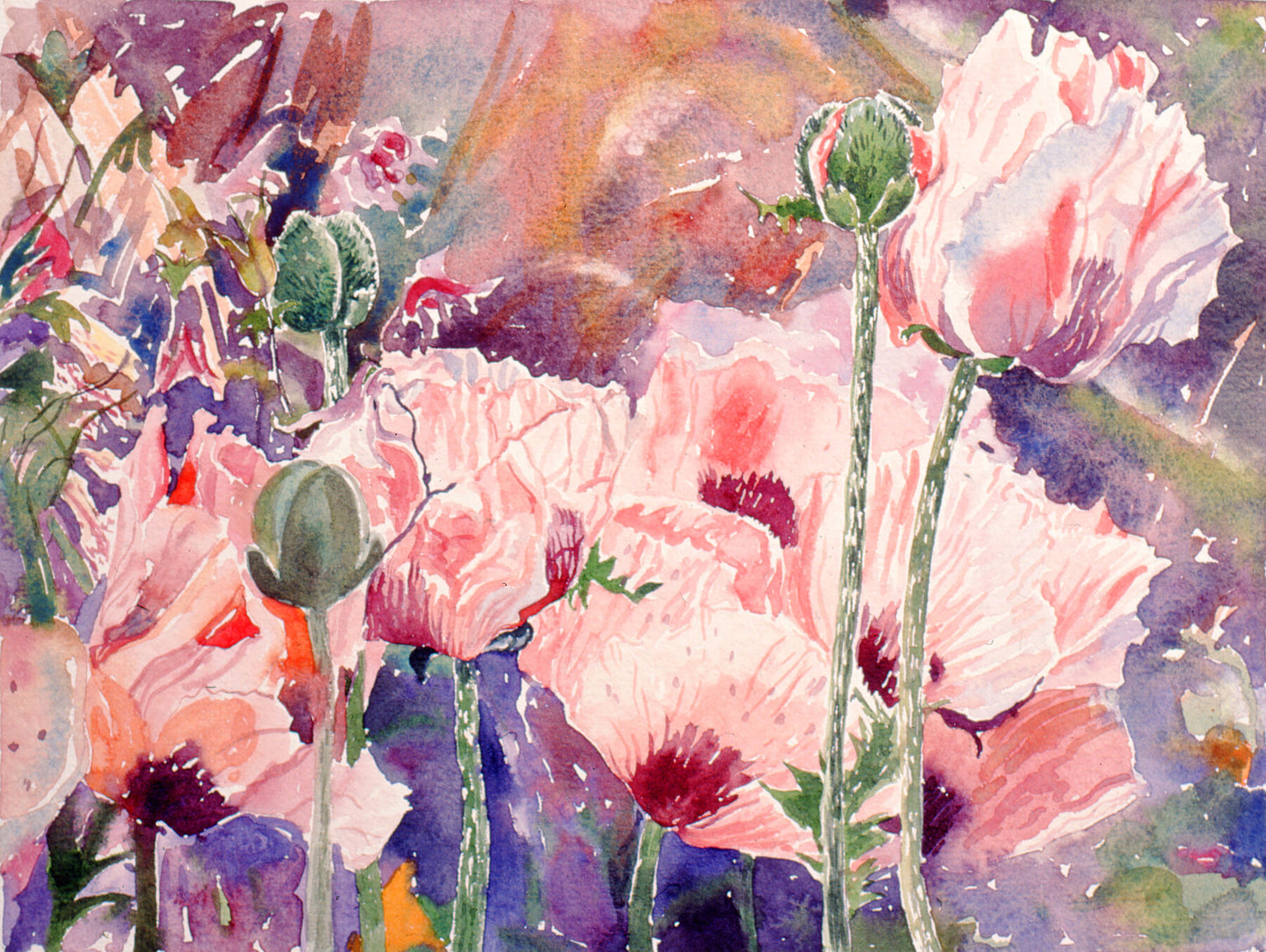 Limited edition print/Pink poppies