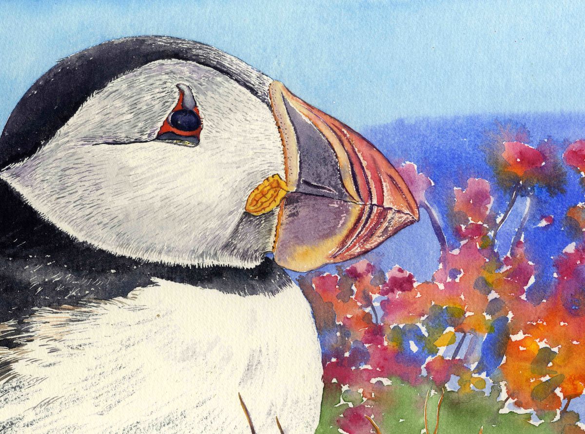 a limited edition print of a watercolour painting of a puffins head with its rainbow coloured beak and seapinks in the background