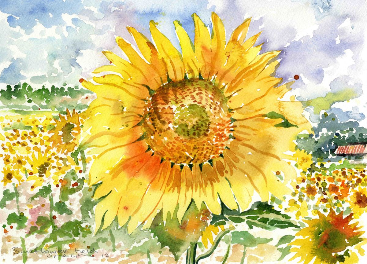A print from a watercolour painting of sunflowers by Orkney artist Jane Glue, Scotland