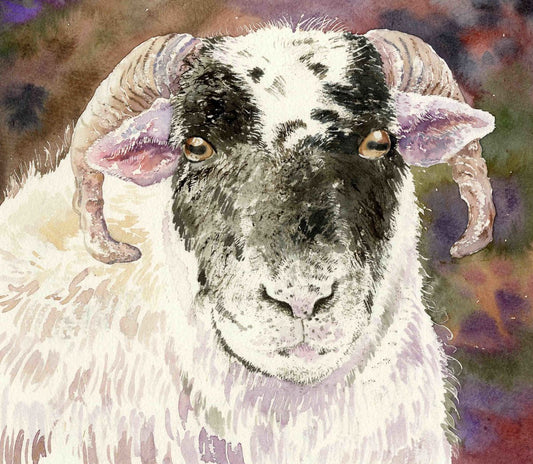 Limited edition print/Orkney ram
