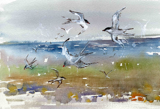 Limited edition print/Sketching Terns