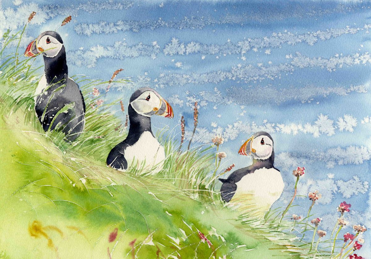 Limited edition print/Peeping puffins