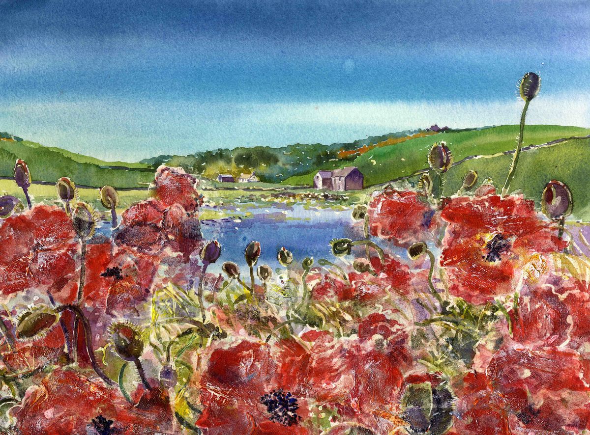 Limited edition print/Poppies at The Ouse, Finstown, Orkney