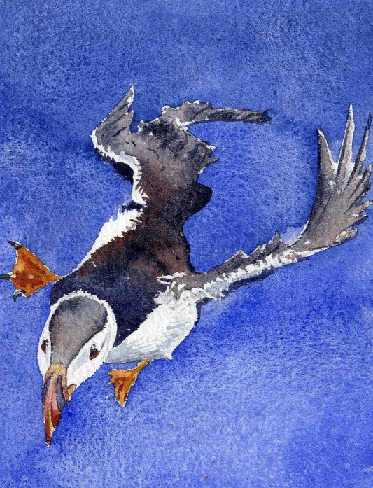 limited edition print of a puffin in flight against a blue sky