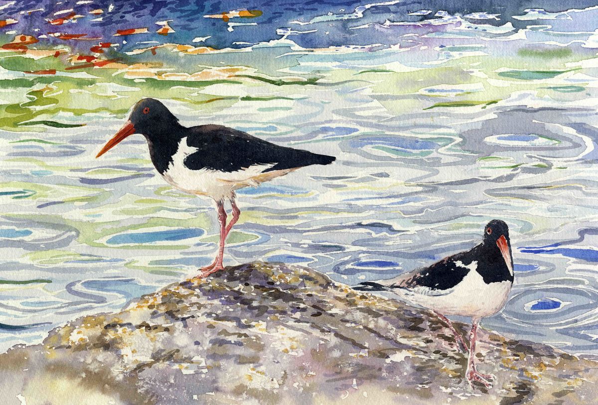 Limited edition print/Two oystercatchers on the shoreline