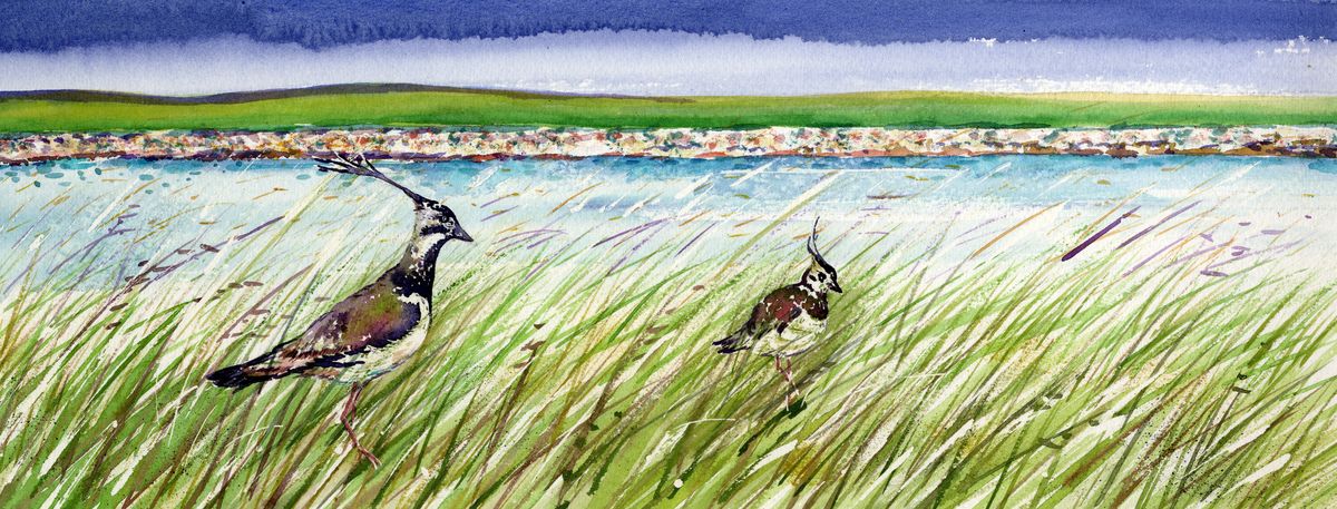 Limited edition print/Lovely lapwings