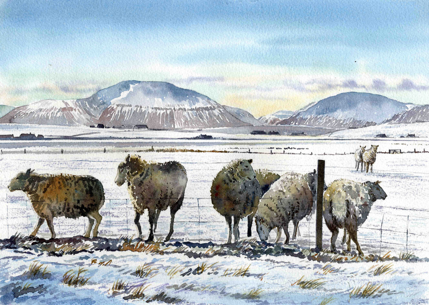 Limited edition print/Sheep in the snow, Stenness, Orkney
