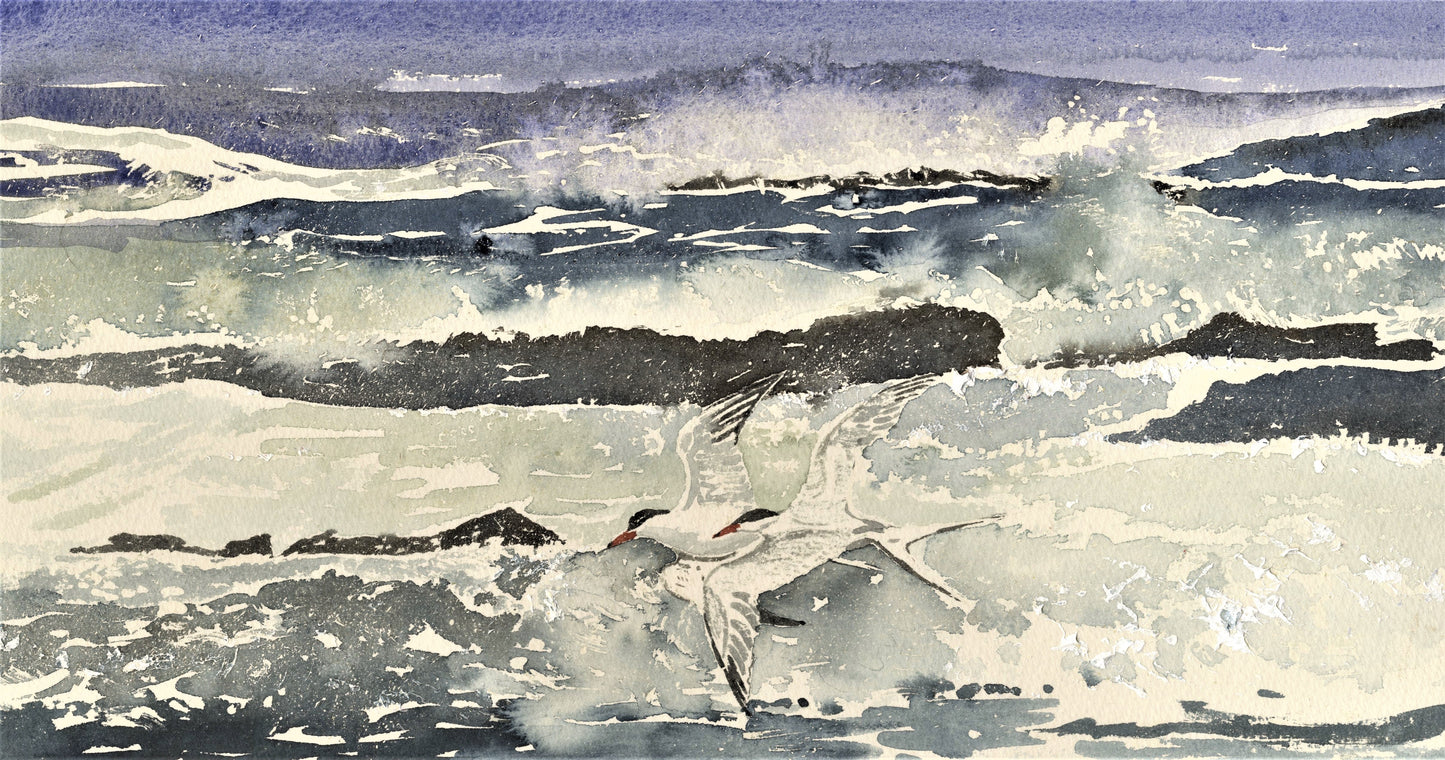 A print from a watercolour painting of two terns flying along the waves by Orkney artist Jane Glue, Scotland