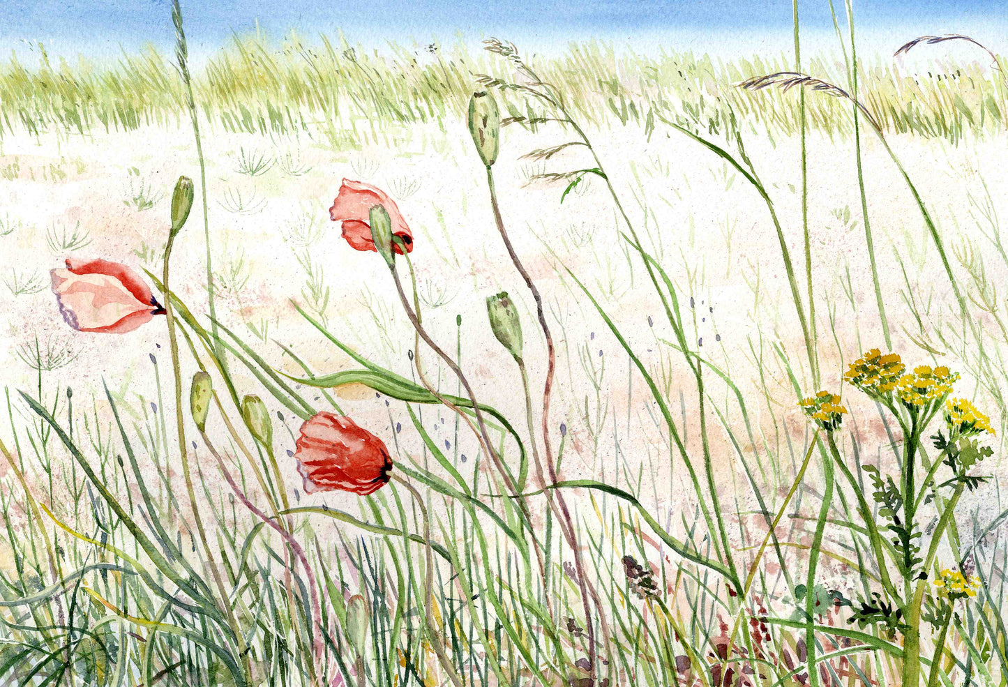 Sale/ framed print/Wildflowers, grasses and sand dunes