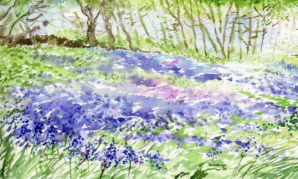 A print from a watercolour painting of bluebells at Binscarth woods by artist Jane Glue from Orkney, Scotland