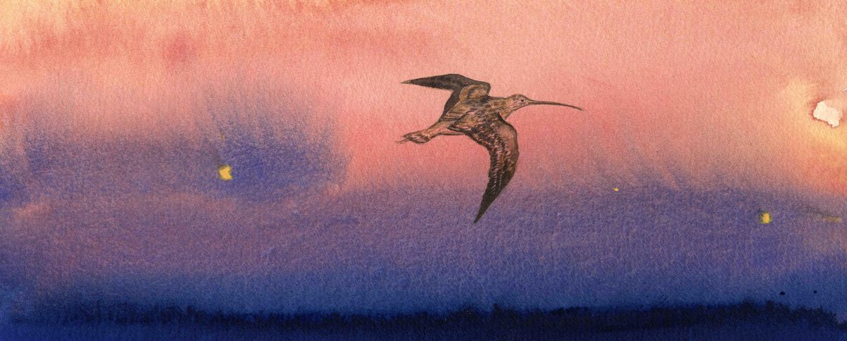Limited edition print/Curlew at night