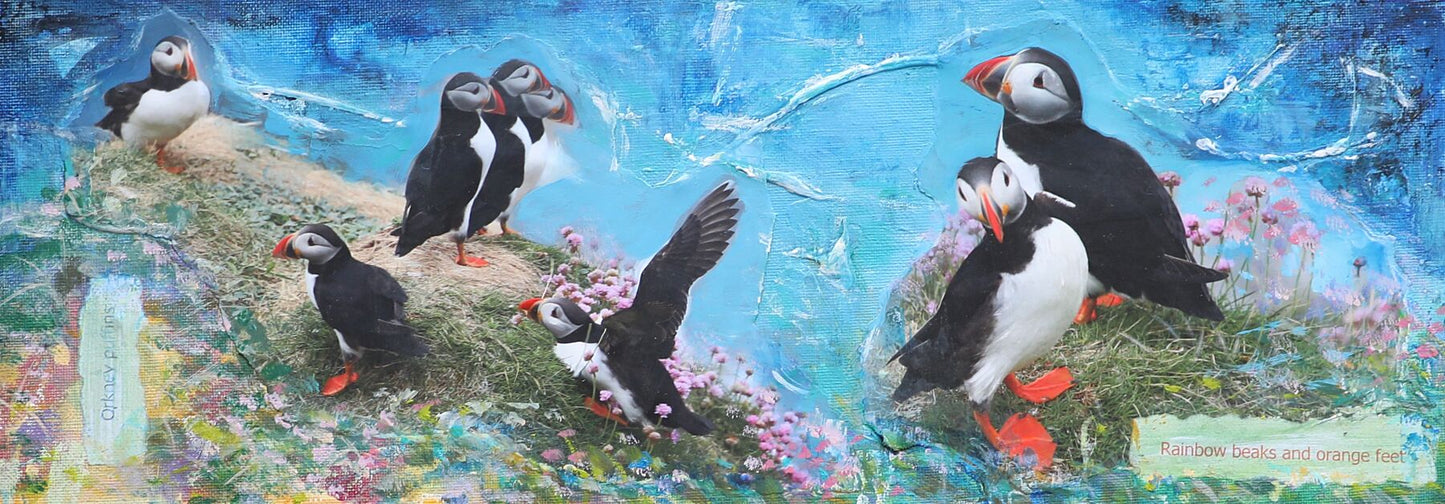 Limited edition print/Orkney puffins, rainbow beaks and orange feet