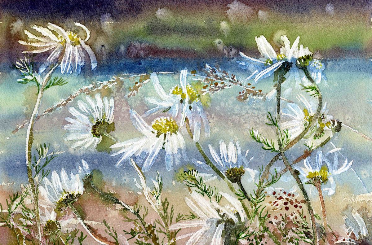 Limited edition print/Wild daisies by the shoreline