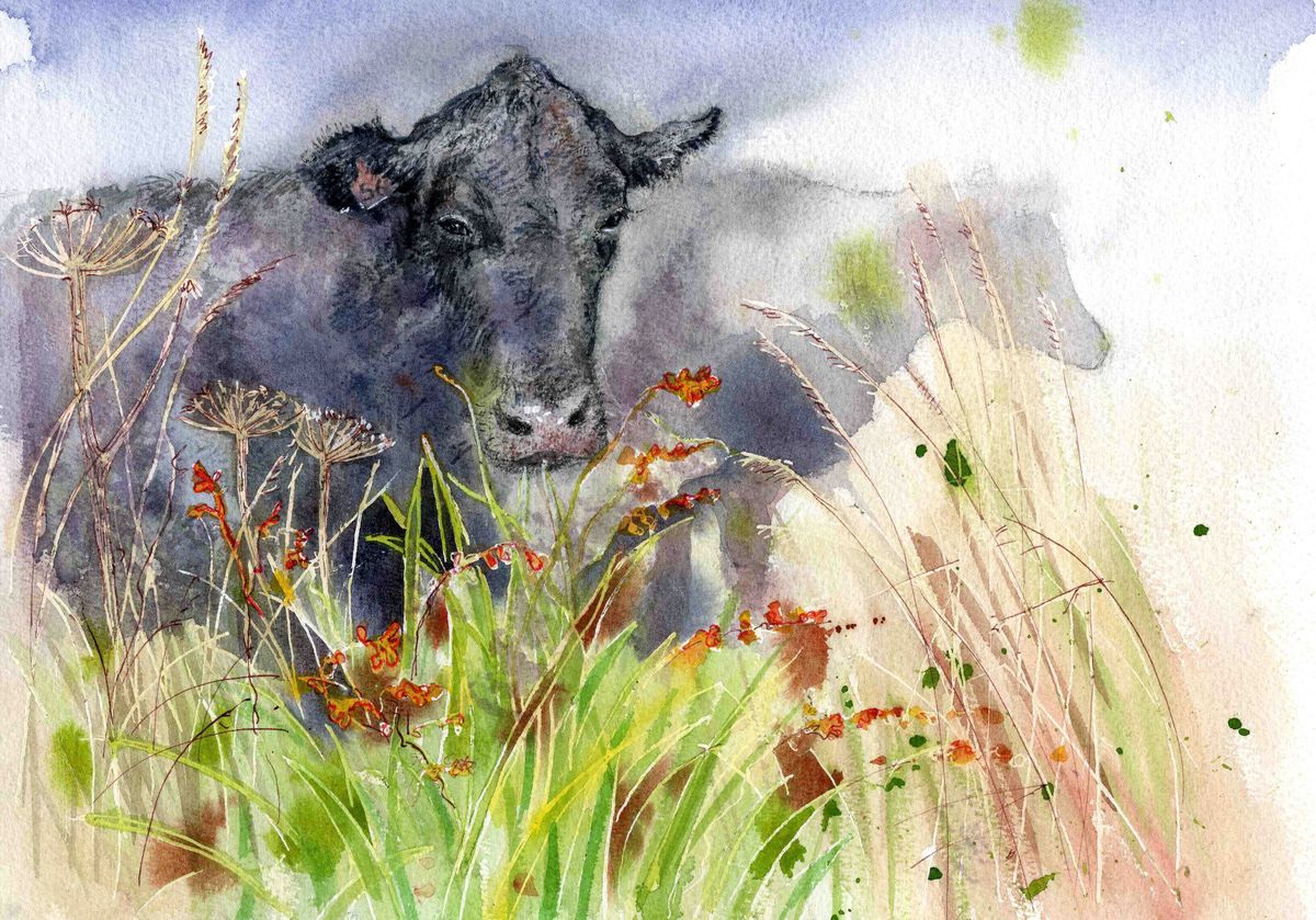 A print from a watercolour painting of two cows in amongst a wildflower field by Orkney artist Jane Glue, Scotland