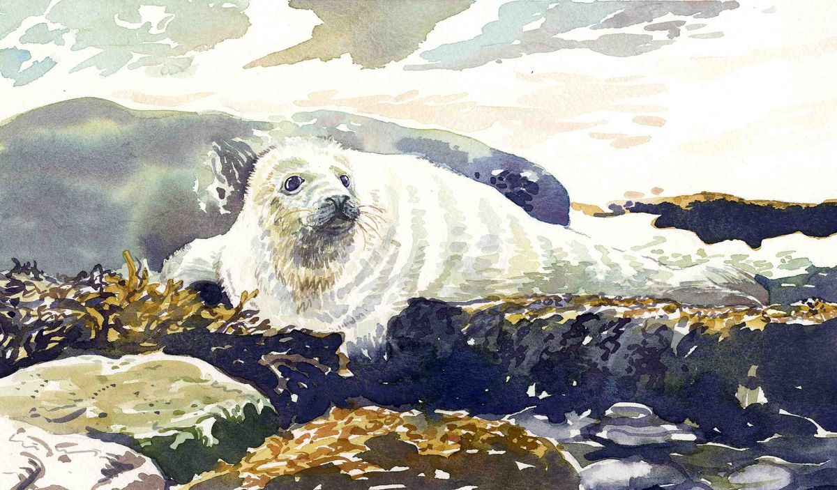 A print of a watercolour painting by artist Jane Glue from Orkney, Scotland is of a baby seal sitting on seaweed and rocks on the shoreline.