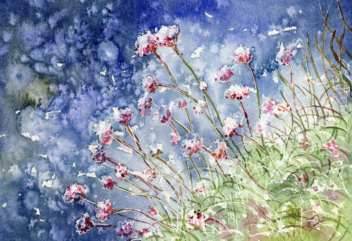 A print from a watercolour painting of the wildflower Seapinks with glittering sea behind by Orkney artist Jane Glue, Scotland