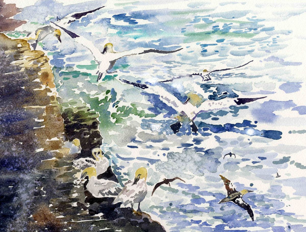 Limited edition print/Gannets at Noup head, Westray