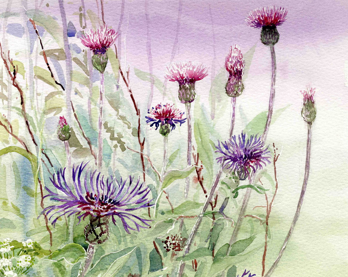 Limited edition print/Cornflowers and Thistles