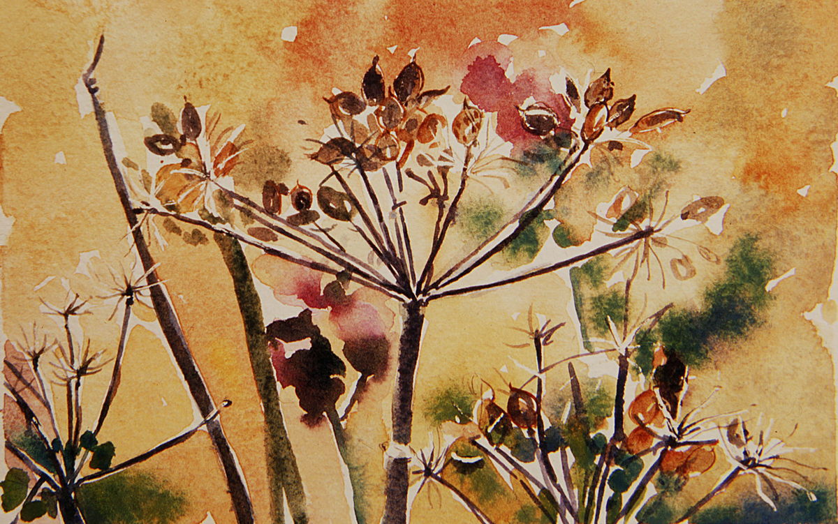 Limited edition print/Cow Parsley seed head